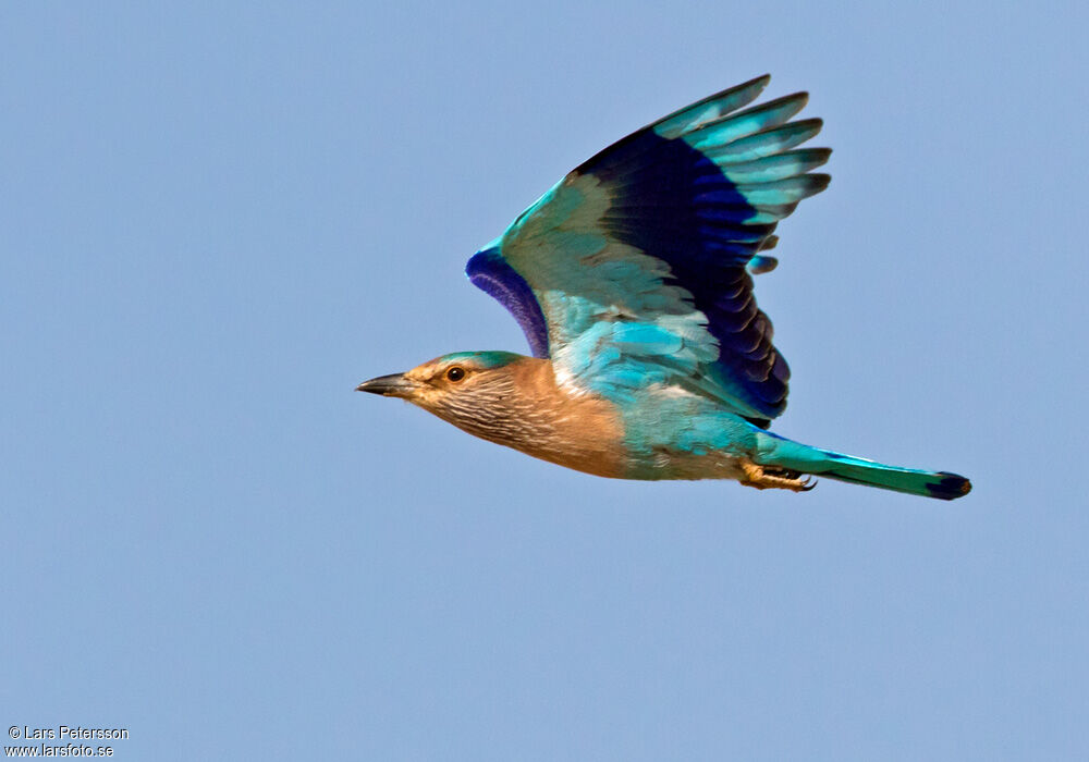 Indian Roller