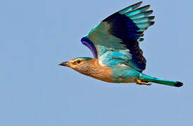 Indian Roller