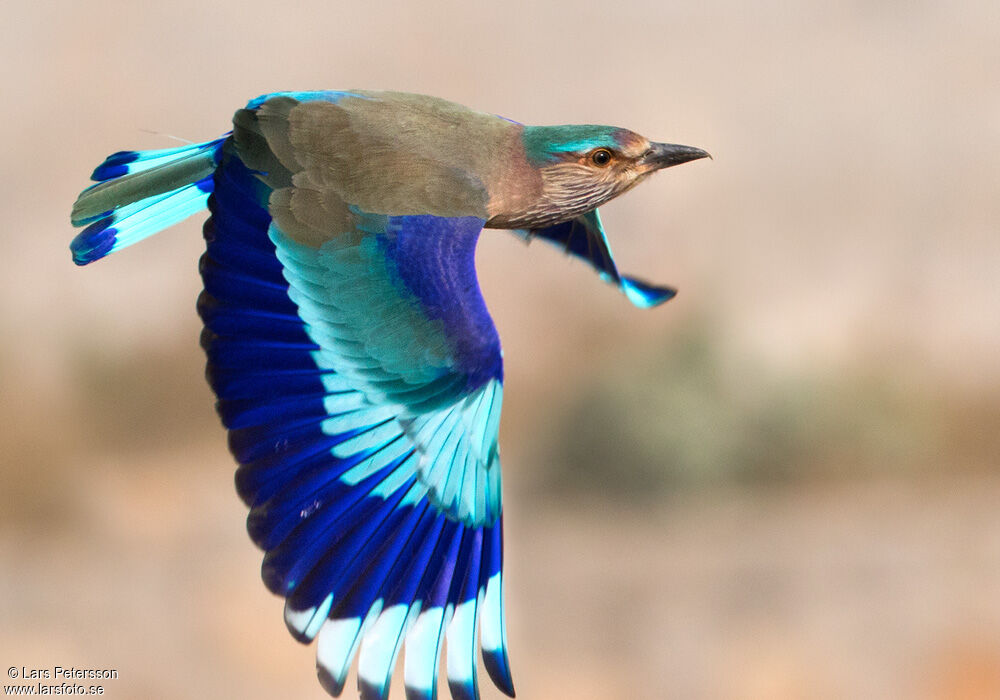 Indian Roller