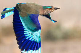 Indian Roller