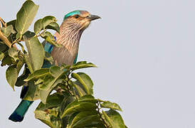 Indian Roller