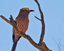 Purple Roller