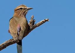 Purple Roller