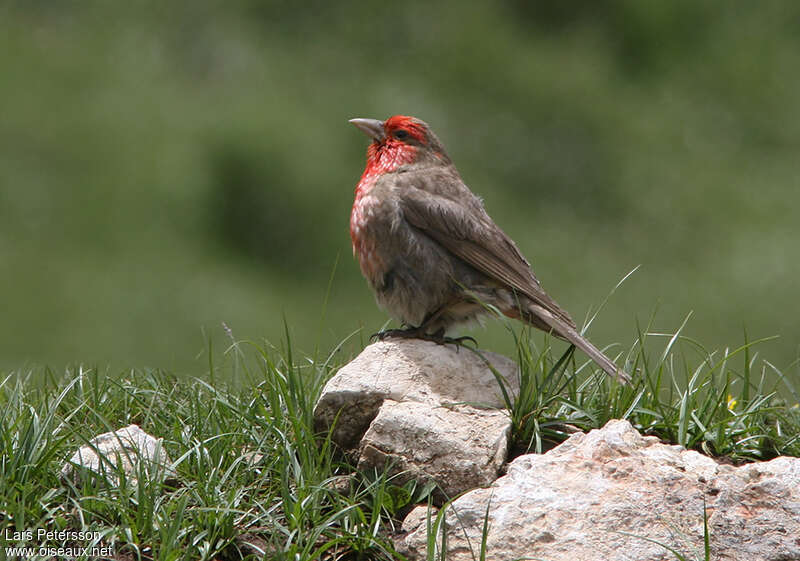 Red-fronted Rosefinch male adult, identification