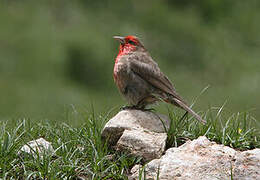 Red-fronted Rosefinch