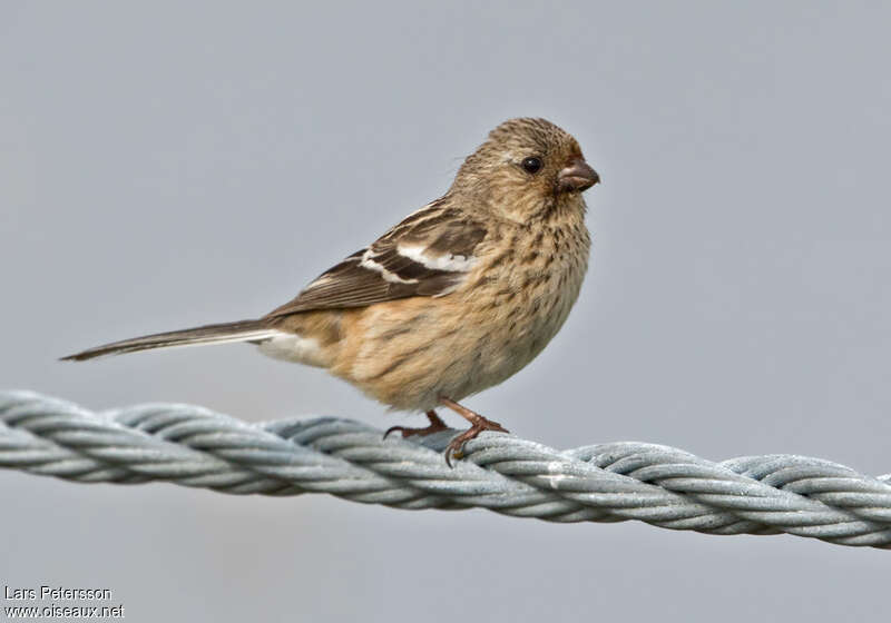 Long-tailed Rosefinch female adult, identification