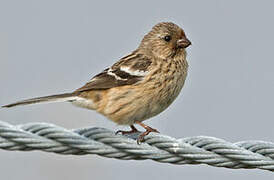 Siberian Long-tailed Rosefinch