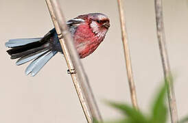 Siberian Long-tailed Rosefinch