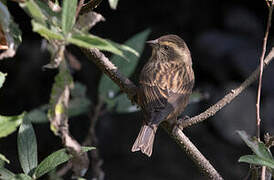 Pink-browed Rosefinch