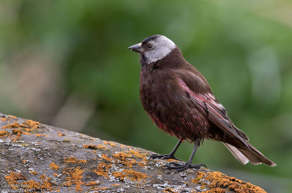 Grey-crowned Rosy Finchadult, aspect