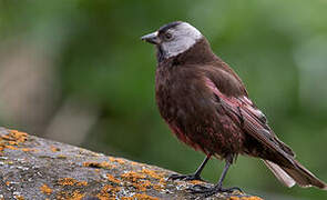 Grey-crowned Rosy Finch