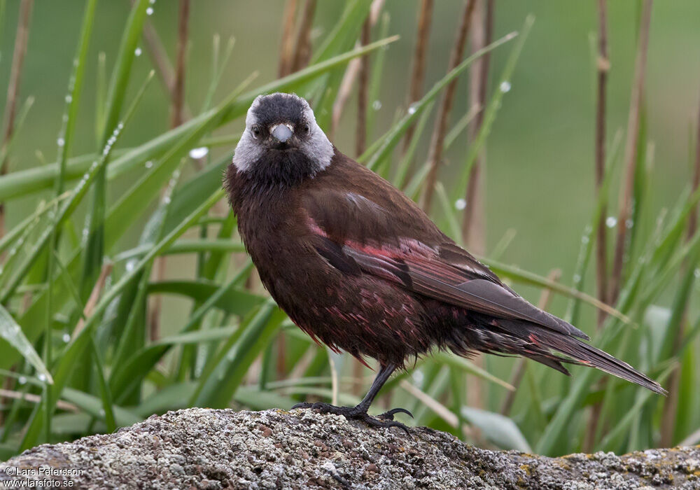 Grey-crowned Rosy Finch