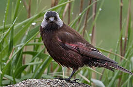 Grey-crowned Rosy Finch