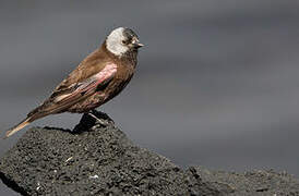 Grey-crowned Rosy Finch