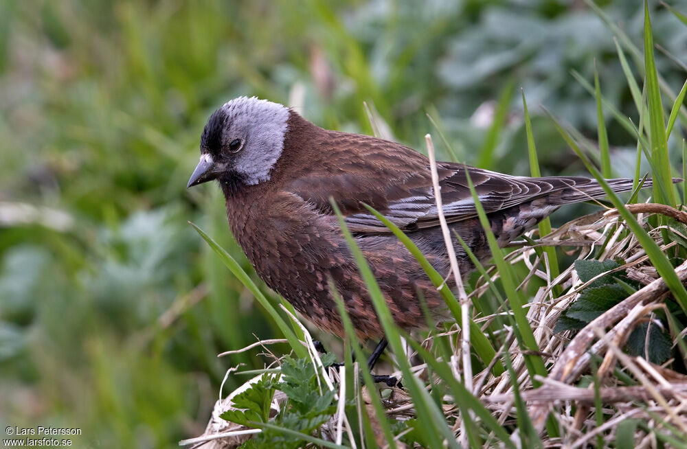 Roselin à tête grise