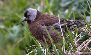 Grey-crowned Rosy Finch