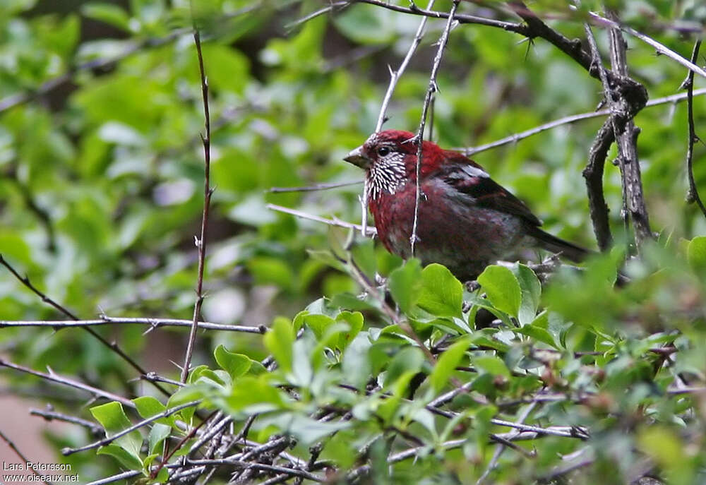 Roselin à trois bandes mâle adulte, identification