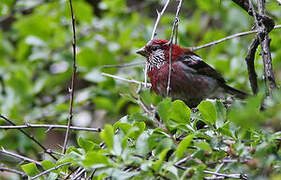 Three-banded Rosefinch