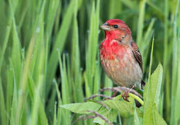 Common Rosefinch