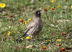 Brandt's Mountain Finch