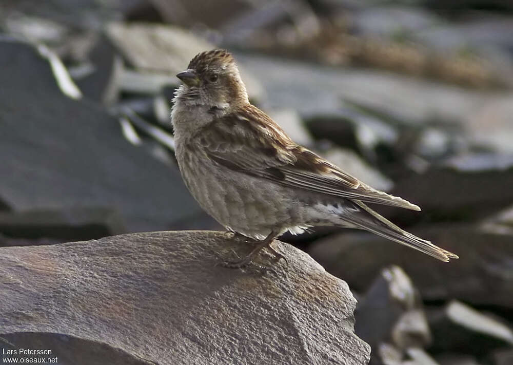 Plain Mountain Finchadult, identification