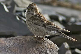 Plain Mountain Finch