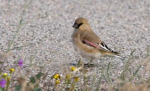 Desert Finch