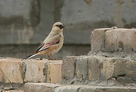 Desert Finch