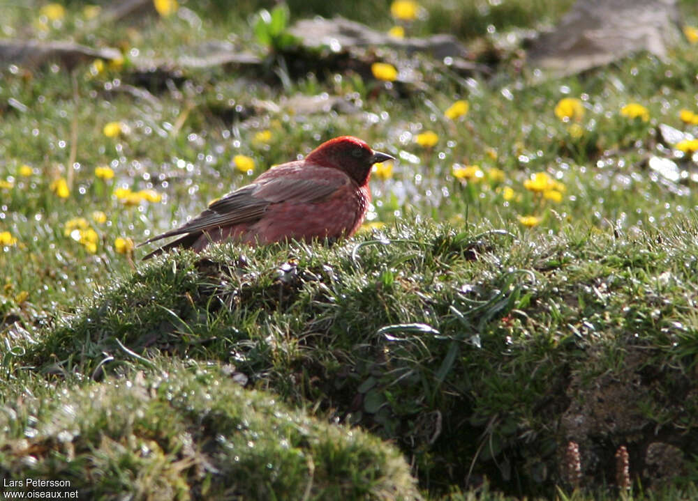 Tibetan Rosefinch male adult, identification