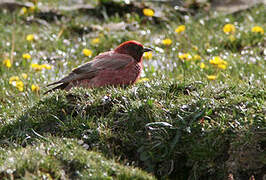 Tibetan Rosefinch