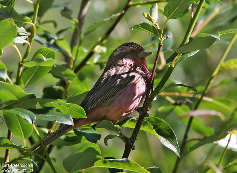 Pink-rumped Rosefinch male adult, identification
