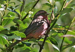 Pink-rumped Rosefinch