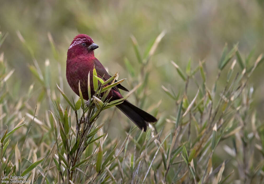Taiwan Rosefinch