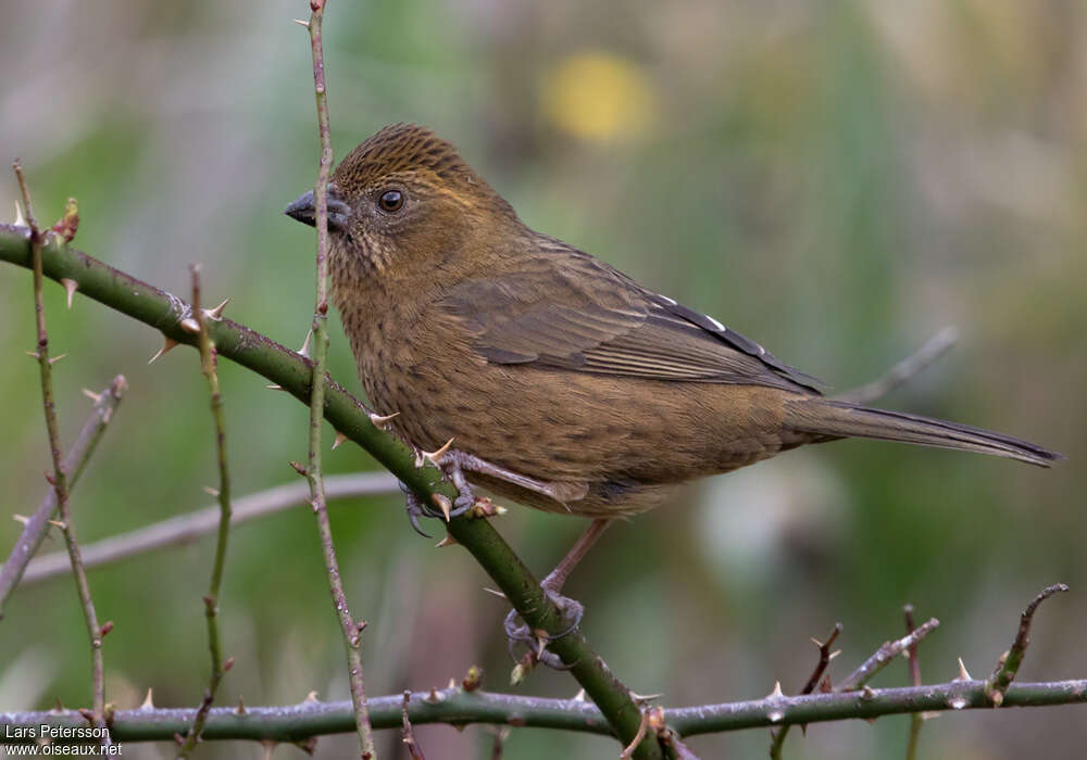 Taiwan Rosefinch