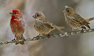 House Finch