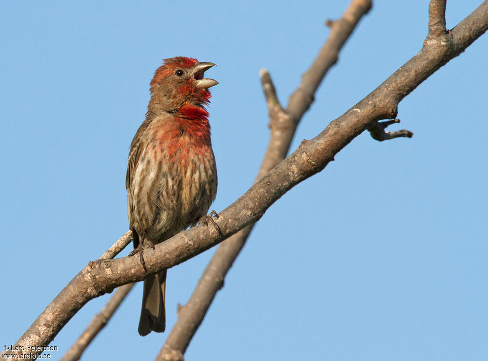 House Finch