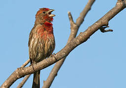 House Finch