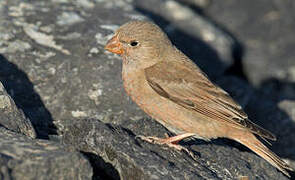 Trumpeter Finch