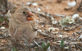 Trumpeter Finch