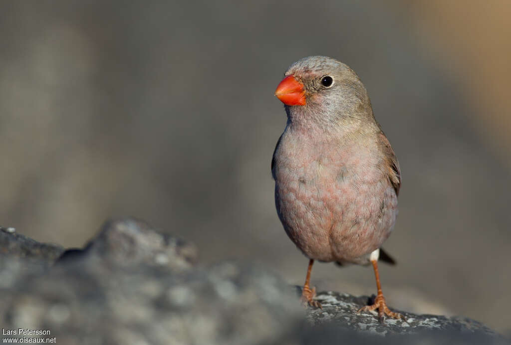 Trumpeter Finch male adult, close-up portrait