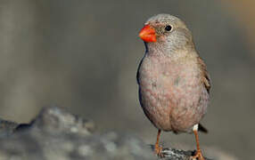 Trumpeter Finch