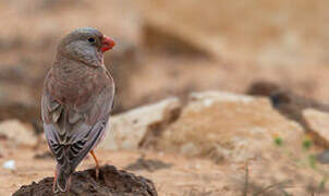 Trumpeter Finch