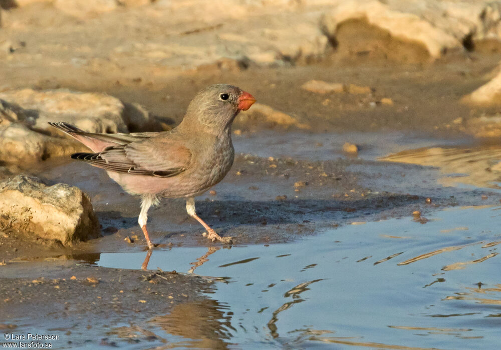 Trumpeter Finch