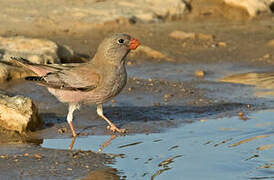 Trumpeter Finch