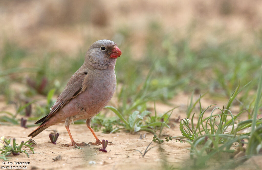 Trumpeter Finch