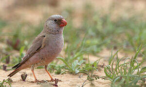 Trumpeter Finch