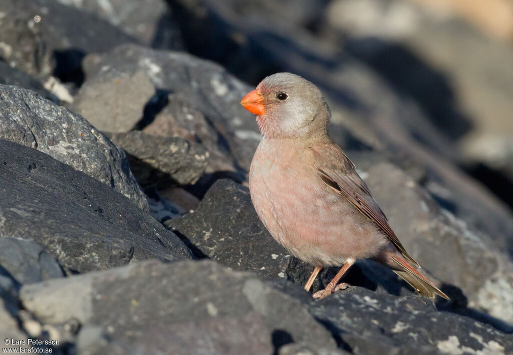 Trumpeter Finch