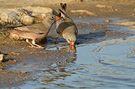 Trumpeter Finch