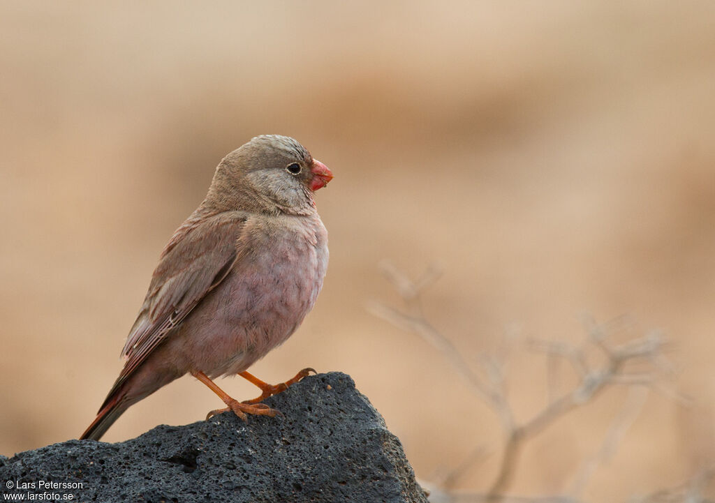 Trumpeter Finch