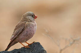 Trumpeter Finch